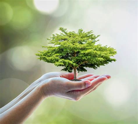 Discover the Wonders of Arbor Day with 'What Tree Is That' - Your Ultimate Guide to Tree Identification