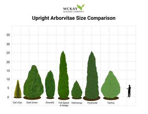 Arborvitae Growth Rate Chart
