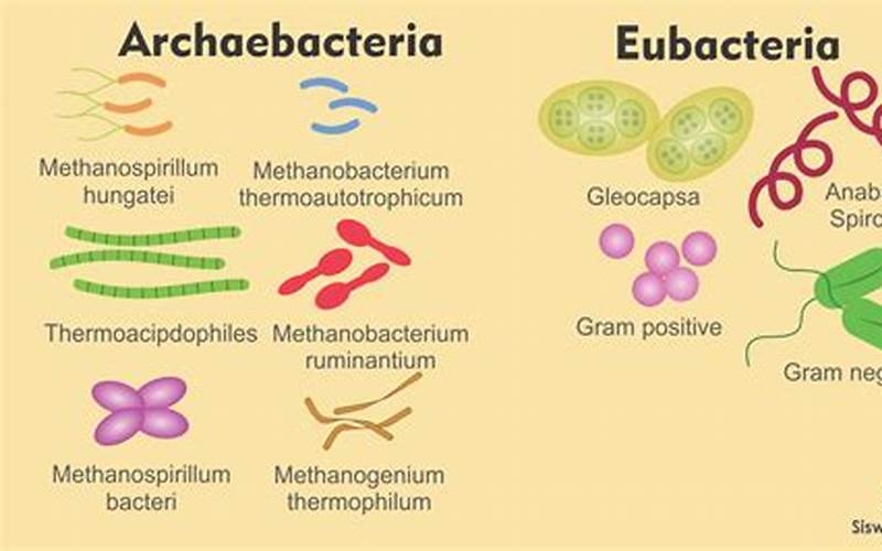 Archaebacteria Dan Eubacteria: Perbedaan Dan Fakta Menarik