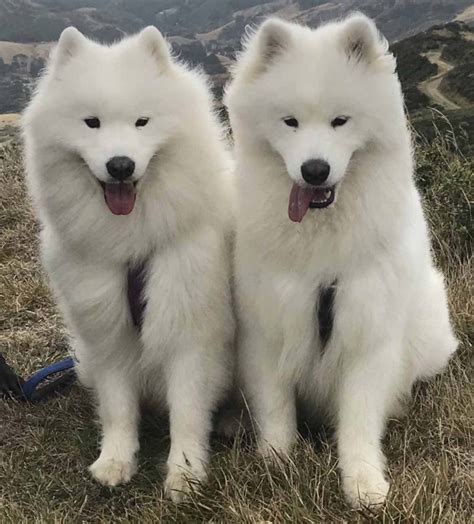 Discovering The Arctic Wolf Samoyed Mix: A Unique And Stunning Breed