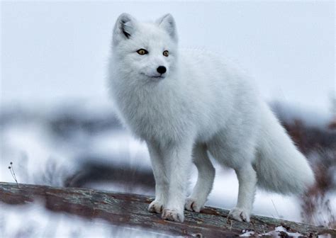 Arctic Fox Image