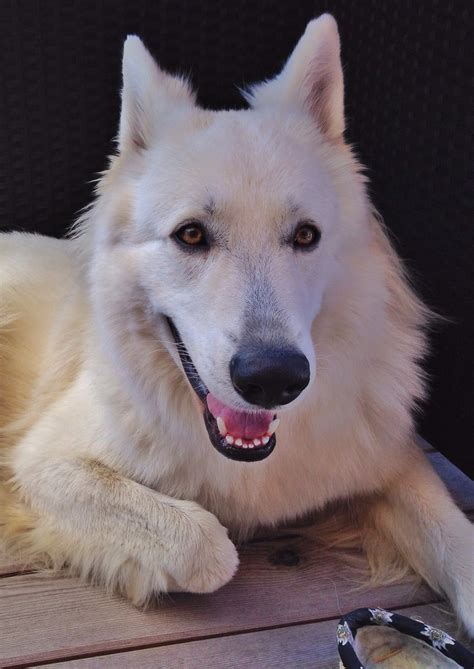 Pin by The MaRa on Souls/Души Puppies, Samoyed, Dog skin