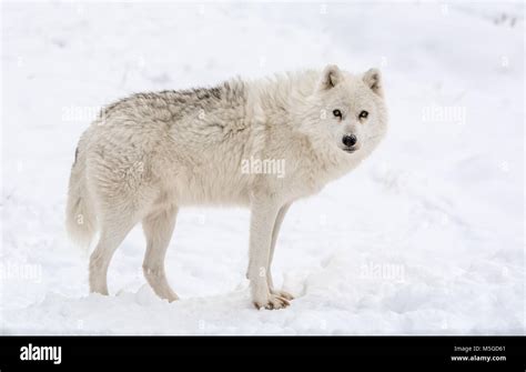 Arctic Wolf Stock