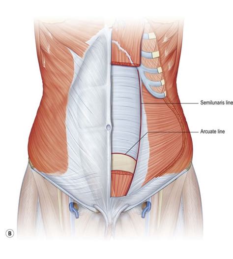 Layers Of Abdominal Wall Above And Below Arcuate Line