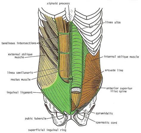 Rectus Sheath formation, contents, abdominal incisions