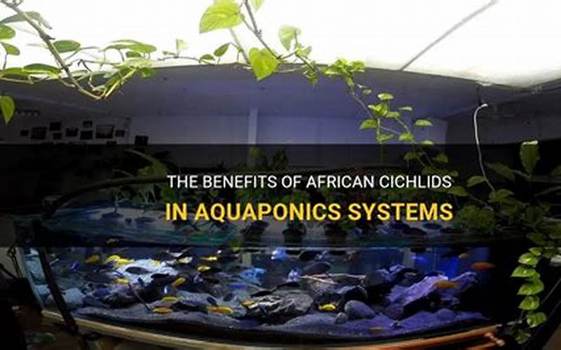 are african cichlids good for aquaponics