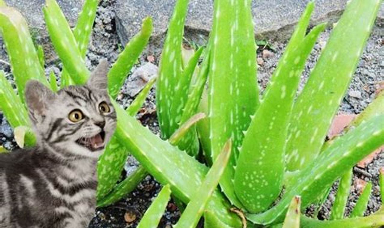 Are Aloe Plants Toxic To Cats