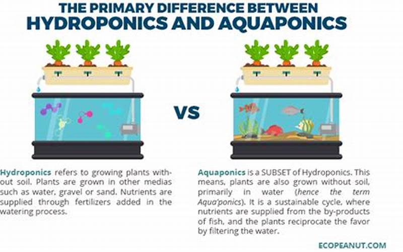 Are Aquaponics And Hydroponics The Same? Tips To Know The Differences