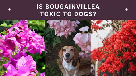 Are Bougainvillea Toxic to Dogs?