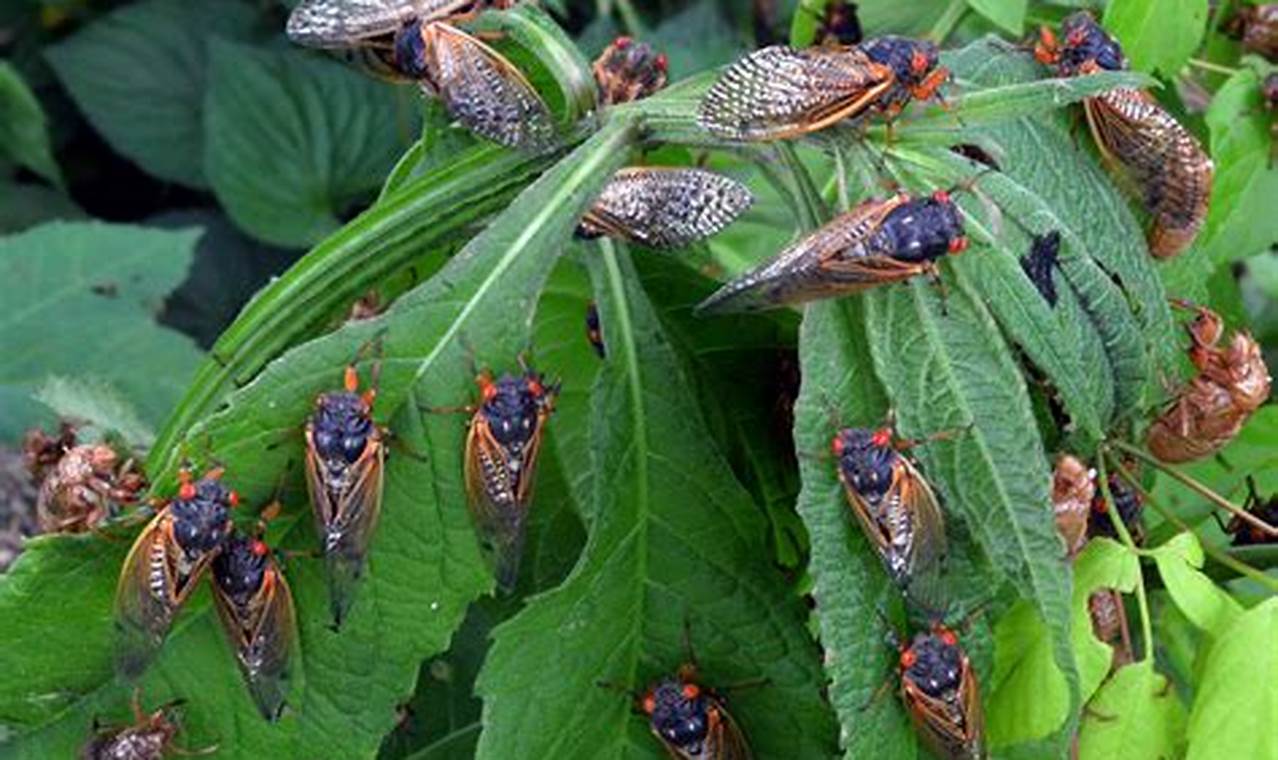 Are Cicadas Coming In 2024