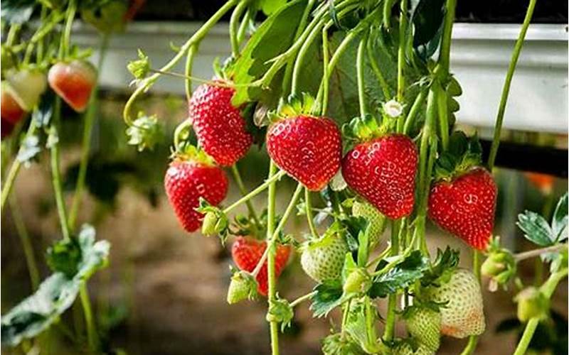 are hydroponic strawberries bigger than strawberries from soil