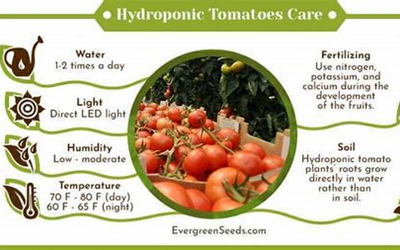 are hydroponic tomatoes low in potassium