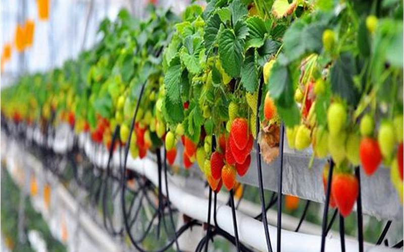 are hydroponic tomatoes organic