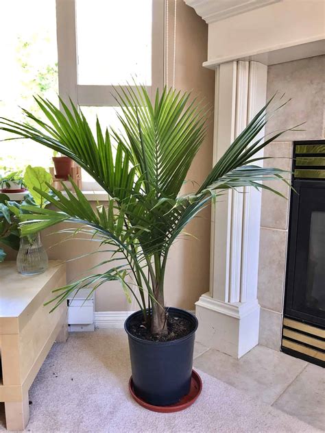 Are Majesty Palm Plants Safe for Cats and Dogs?