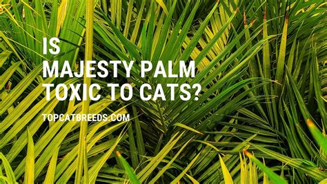 Are Majesty Palms Dangerous to Cats and Dogs?