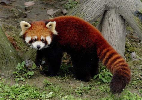 Beautiful Panda Bears Red Panda,PolarBears,KoalaBears cini clips