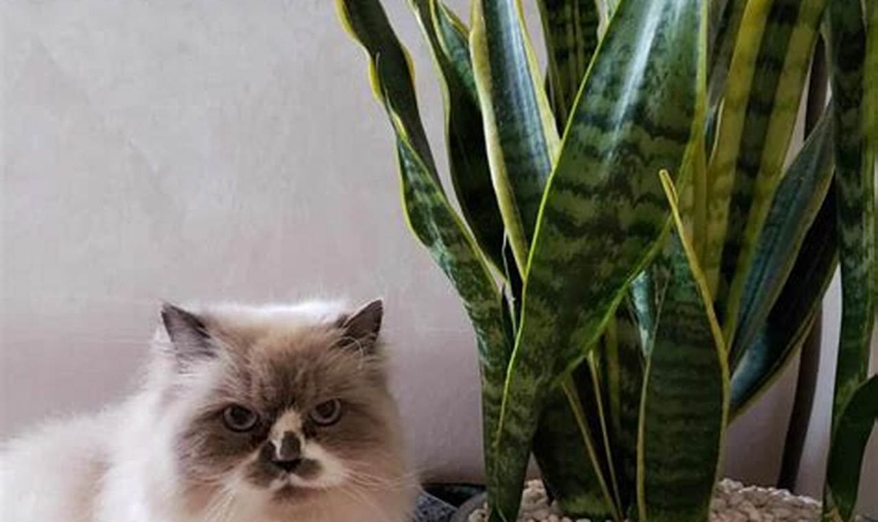 Are Snake Plants Poisonous To Cats