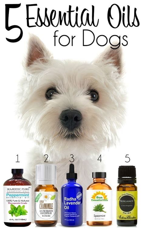 Are There Alternatives to Motor Oil for Dogs?