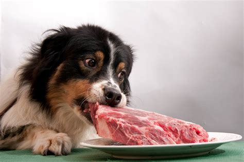 Are There Any Health Benefits to Eating Dog Meat?