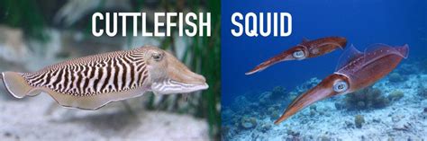 Are There More Squid Than Fish?