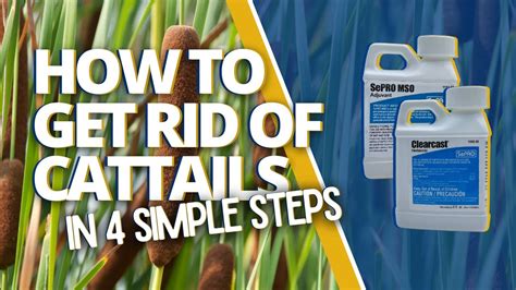 Are There Other Ways to Get Rid of Cattails?