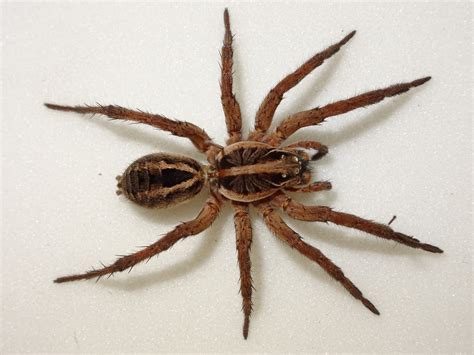 Are Wolf Spiders Dangerous To Dogs?