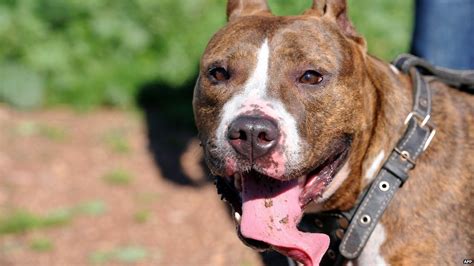 Are American Pit Bull Terriers Banned In The Uk?