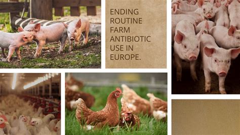 Are Antibiotics For Farm Animals Permitted In Eu