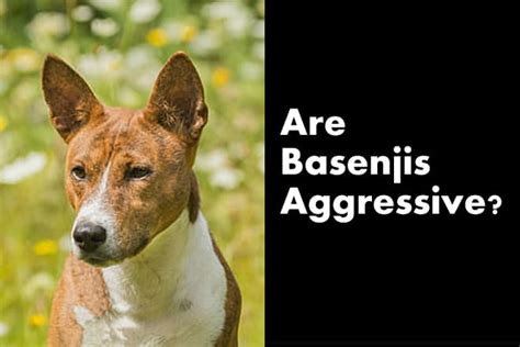 Are Basenjis Aggressive?