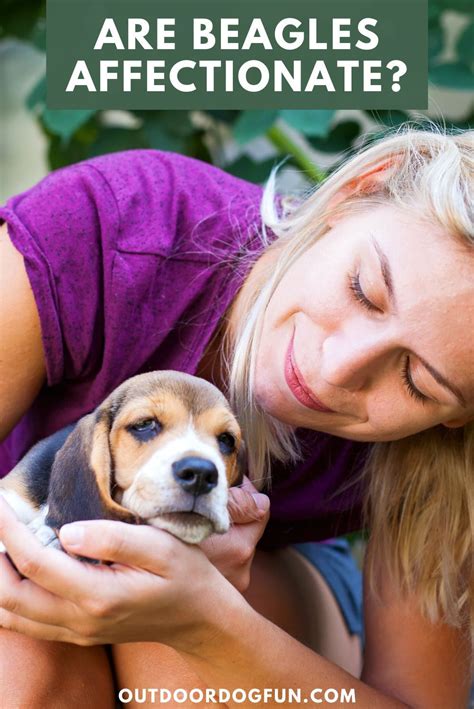 Are Beagles Affectionate?