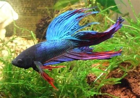 Are Betta Fish Hardy