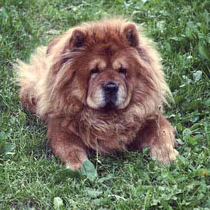 Are Chow Chows Good With Kids? (Things To Consider)
