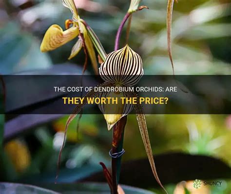 Are Dendrobium Orchids Expensive