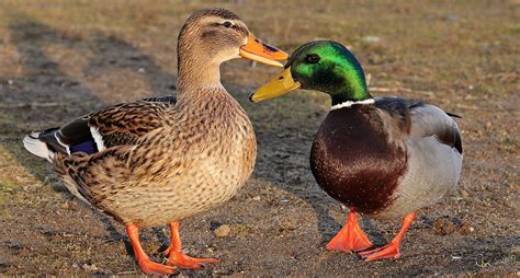 Are Ducks Considered Farm Animals