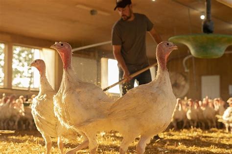 Are Farm Animals Treated Humanely