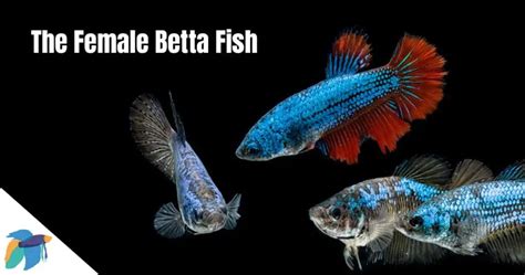 Are Female Betta Fish Aggressive
