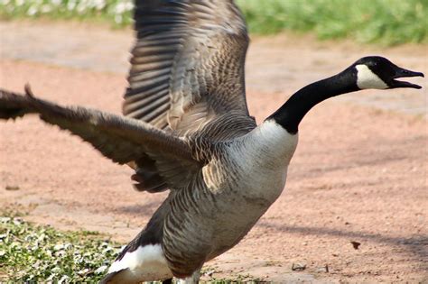 Are Geese Aggressive Farm Animals