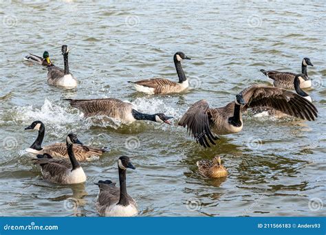 Are Geese Aggressive Farm Animals