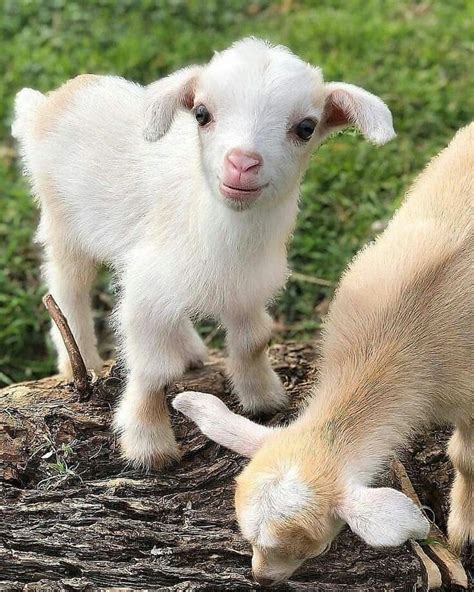 Are Goats Good Farm Animals