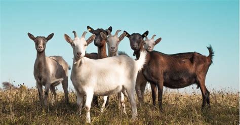 Are Goats Good Farm Animals