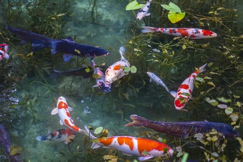 Are Koi Fish Native To Japan