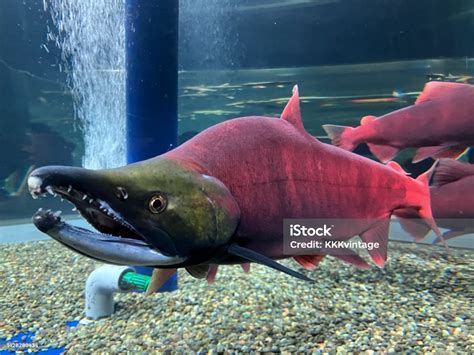 Are Salmon Native To Japan