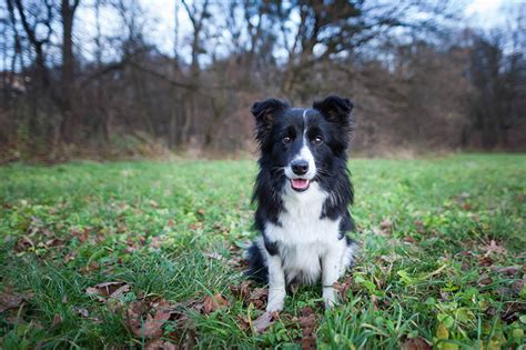 Mini Borders What you need to know about Miniature Border Collies