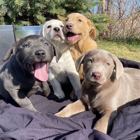 Are There Truly Rare Labrador Different Colors