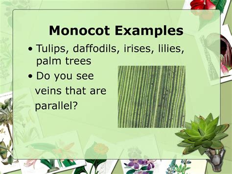 Are Tulips Monocots