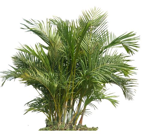 Areca Palm Png