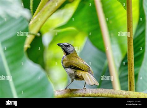 Arenal Forest Birding Tour: An Observer’s Photo Review