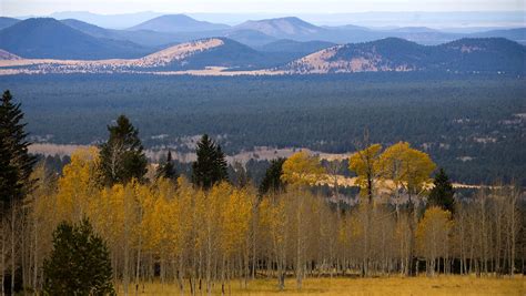 Arizona Fall Colors 2024