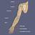Arm Bone Anatomy