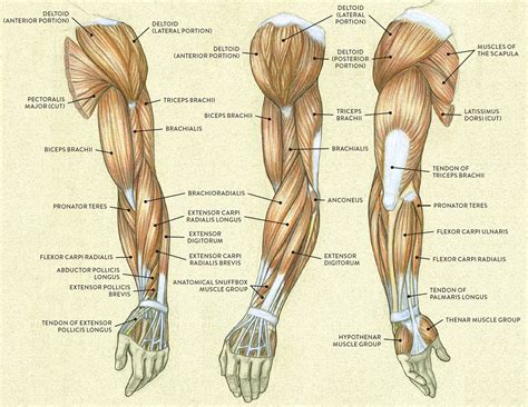 human arm muscles Referencia de anatomía, Arte de